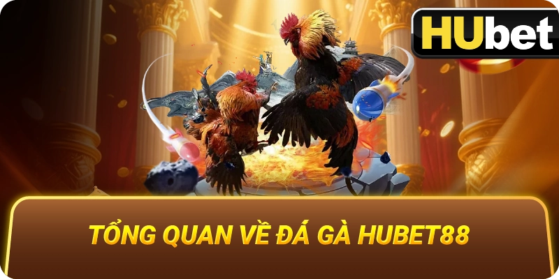 Tổng Quan Về Đá Gà Hubet88