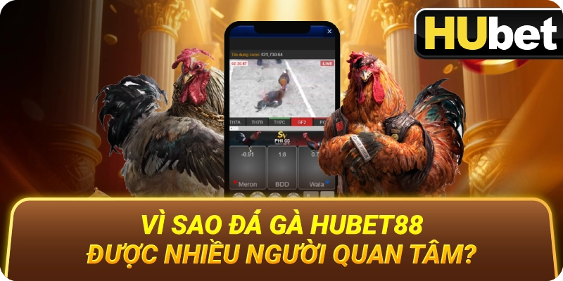 Vì Sao Đá Gà Hubet88 Được Nhiều Người Quan Tâm?